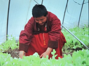 projet de culture sous serres au Tibet 