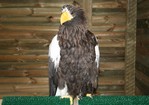 « Magadan » l'aigle le plus gros du monde en résidence au Parc des Aigles du Léman 