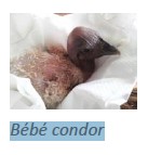 Bébé Condor