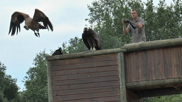 Parc animalier Les Aigles du Léman