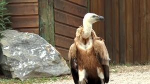 Parc animalier Les Aigles du Léman