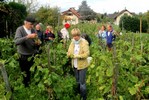 Vendanges-Excuvilly-101212